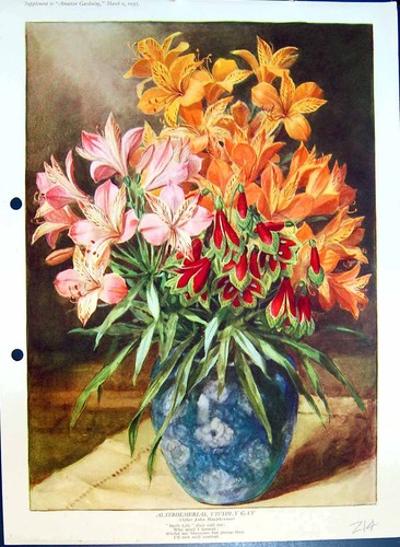 Alstroemerlas lily vase colour - alstroemerlas,